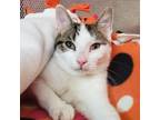 Adopt Mr. Meowzer a Domestic Short Hair