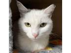 Adopt Tootles a Domestic Short Hair