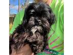 Adopt Lex a Shih Tzu, Poodle