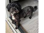 Adopt Baron a Shih Tzu, Poodle