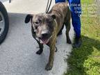 Adopt BREAD PUDDING a Presa Canario