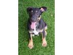 Adopt Baby Cosmo a Terrier
