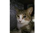 Adopt PICO a Domestic Short Hair