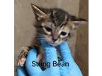 Adopt String Bean a Domestic Short Hair