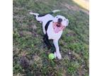 Adopt TASTEE FREEZE a Pit Bull Terrier, Mixed Breed