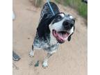 Adopt JUDGE a Bluetick Coonhound, Mixed Breed