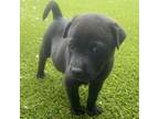 Adopt Delightful a Shar-Pei, Mixed Breed