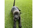 Adopt Irresistible a Shar-Pei, Mixed Breed