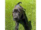 Adopt Quirky a Shar-Pei, Mixed Breed