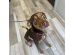 Adopt Whicker a Catahoula Leopard Dog