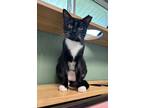 Adopt Jasper a Domestic Short Hair