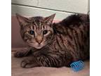 Adopt King Jasper a Domestic Short Hair