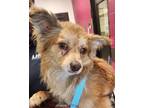 Adopt Zorro a Mixed Breed, Pomeranian