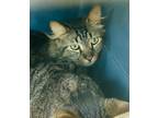 Adopt Boop a Domestic Short Hair