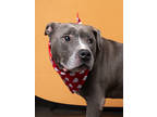 Adopt Pepsi a Pit Bull Terrier, Mixed Breed
