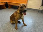 Adopt CHAZ a Pit Bull Terrier, Mixed Breed