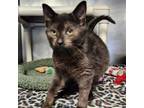 Adopt Clark a Domestic Short Hair