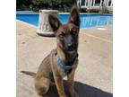 Adopt Opie a German Shepherd Dog, Belgian Shepherd / Malinois