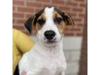 Adopt Archie a Terrier, Beagle