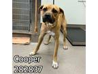 Adopt COOPER a Black Mouth Cur, Mixed Breed
