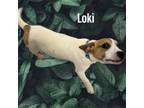 Adopt Loki a Mixed Breed