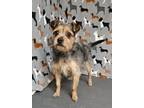 Adopt Ty a Terrier, Mixed Breed