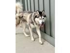 Adopt Sketchers a Husky, Mixed Breed