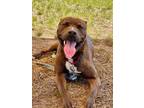 Adopt Dexter a Pit Bull Terrier, Mixed Breed