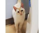 Adopt Persimmon a Domestic Short Hair