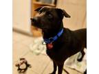 Adopt Doughnut a Labrador Retriever, Mixed Breed