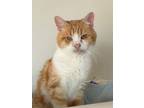 Adopt Big Ben a Domestic Short Hair