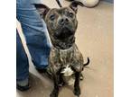 Adopt Cosmo a Pit Bull Terrier