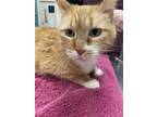 Adopt Bentley (bonded with Junior) a Domestic Short Hair
