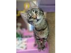 Adopt Brandon / Nikolai a Domestic Short Hair