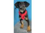 Adopt Starburst a Shepherd, Mixed Breed