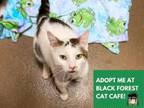 Adopt BENNETT a Domestic Short Hair