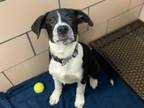 Adopt SPORT a Labrador Retriever, Border Collie