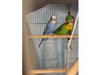 Adopt STERLING a Parakeet (Other)
