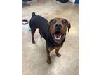 Adopt Cletus a Rottweiler, Bloodhound