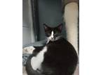 Adopt Hugo a Domestic Short Hair