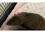 Adopt A051069 a Rat