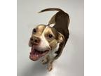 Adopt August a Pit Bull Terrier