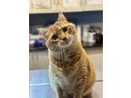 Adopt Kristoff a Domestic Short Hair