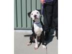 Adopt FREE WILLY a Pit Bull Terrier