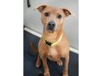 Adopt Geno- SPONSERED $60 a Pit Bull Terrier, Mixed Breed