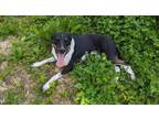 Adopt Rollie a Mixed Breed