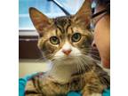 Adopt Appt. Pending - Finley a Domestic Medium Hair