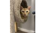 Adopt Punch (paired with Louisa) a Domestic Short Hair