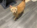 Adopt Punch a Domestic Short Hair