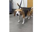 Adopt HARLEY a Beagle